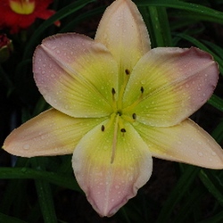 Bright and Morning Star